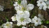 Cherry-Plum-Kirschpflaume-Gelassenheitsbluete